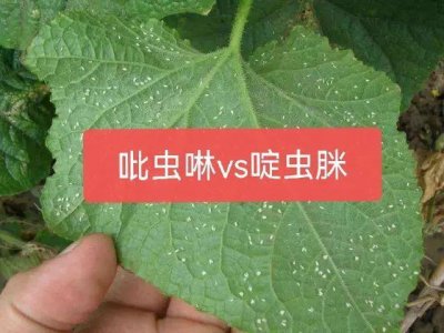 ​吡虫啉和啶虫脒都能治蚜虫，哪个效果更好？二者有何区别？