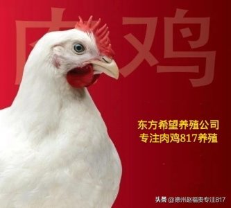 ​817肉杂毛鸡行情（棚前价格）12月19日